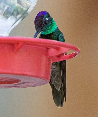 Magnificent hummingbird (Eugenes fulgens)