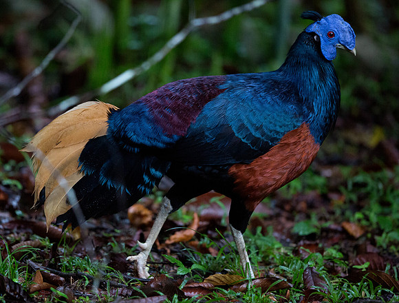 Crested fireback (Lophura ignita) Male