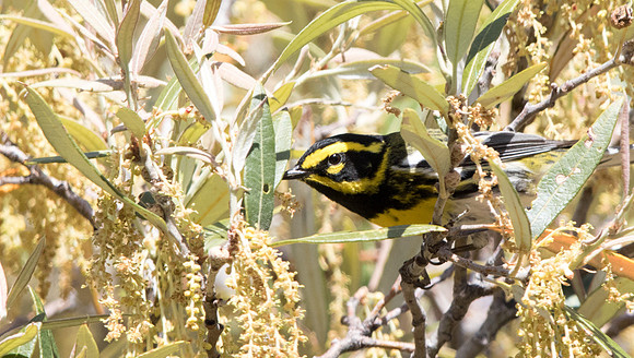 Townsend's warbler (Setophaga townsendi) Male
