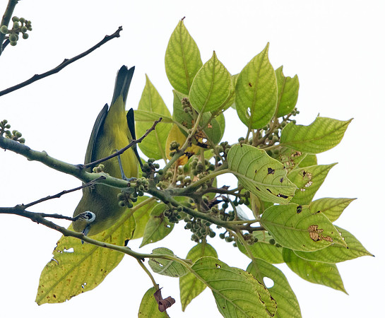 Yellowish white-eye (Zosterops nigrorum)