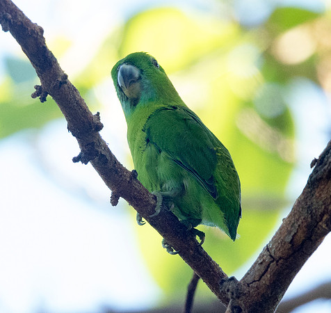 Guaiabero (Bolbopsittacus lunulatus)