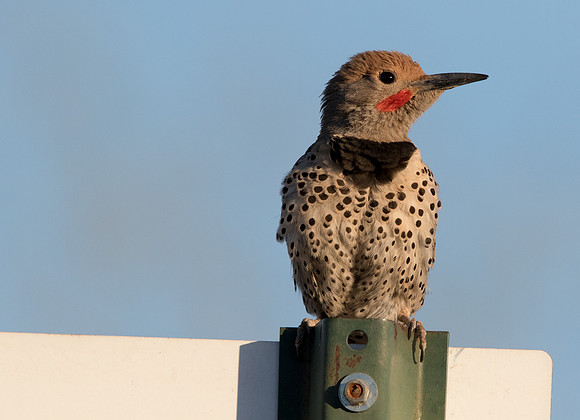 Northern flicker (Colaptes auratus)