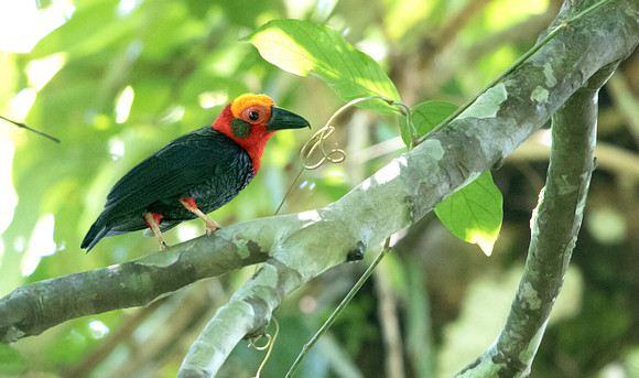 Bornean bristlehead (Pityriasis gymnocephala)
