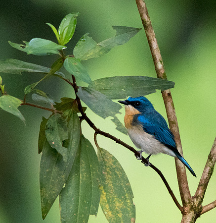 Malaysian blue flycatcher (Cyornis turcosus)