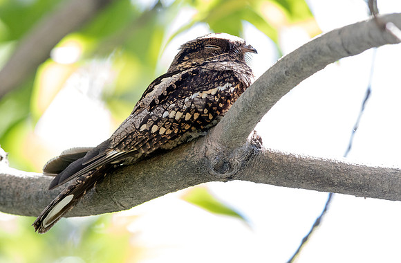 Philippine nightjar (Caprimulgus manillensis)