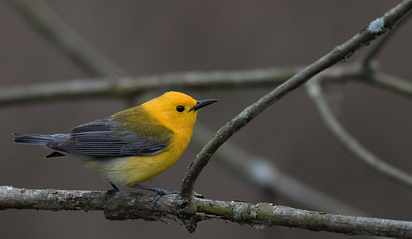 Prothonotary warbler (Protonotaria citrea)