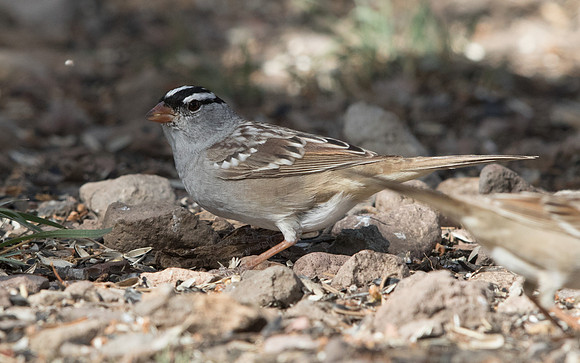 White-crowned sparrow (Zonotrichia leucophrys)