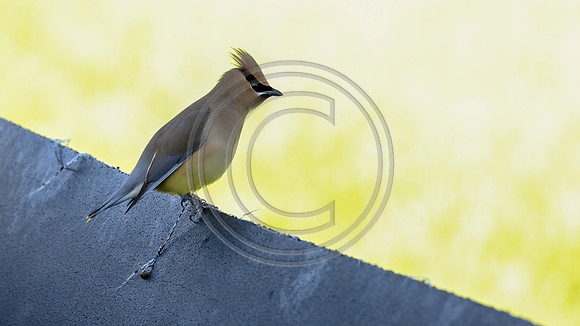 3Q2A4586 copy cedar waxwing