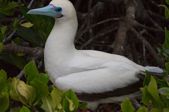 Red-footed Booby (Sula sula)