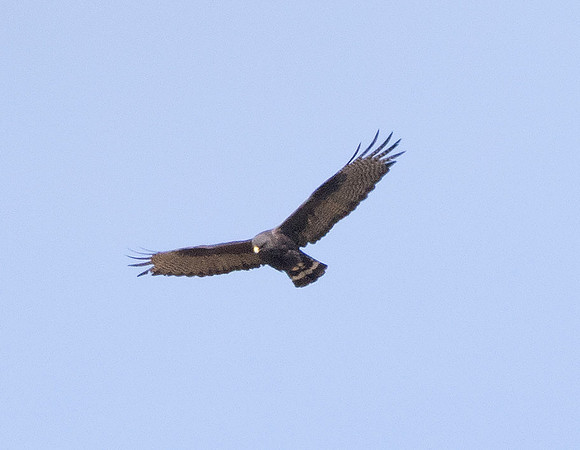 Zone-tailed hawk (Buteo albonotatus)