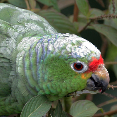 Red-lored Parrot (Amazona autumnalis) also known as Red-lored Amazon
