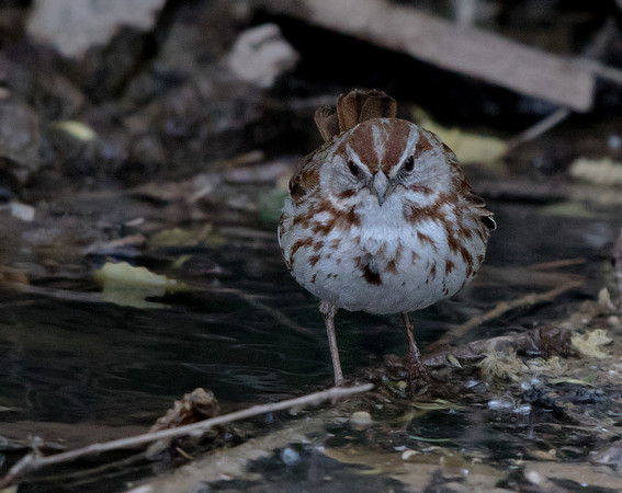 Song sparrow (Melospiza melodia)