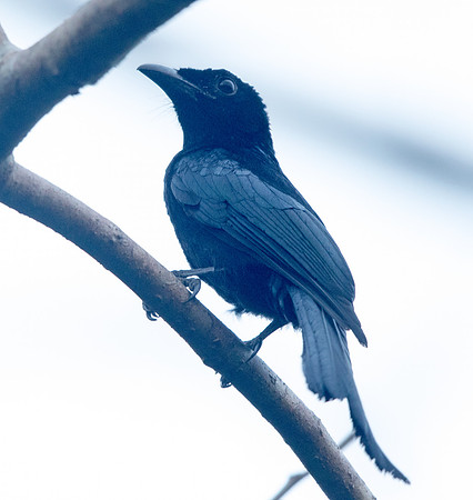 Hair-crested drongo (Dicrurus hottentottus)