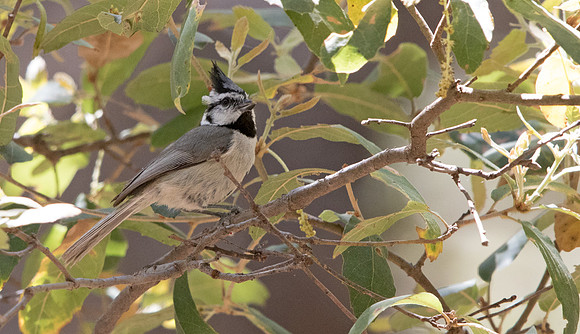 Bridled titmouse (Baeolophus wollweberi)