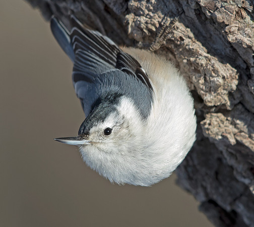 White-breasted nuthatch (Sitta carolinensis)