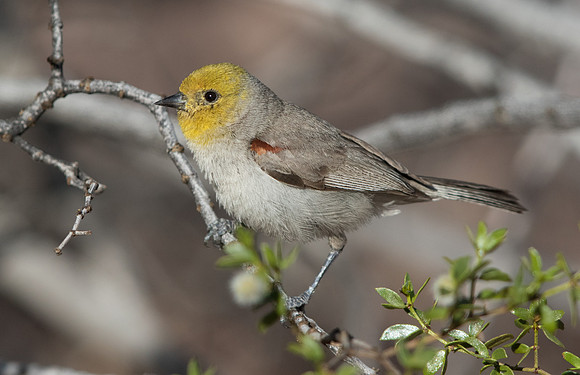 Verdin (Auriparus flaviceps)