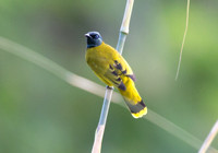 Black-headed bulbul (Pycnonotus atriceps)