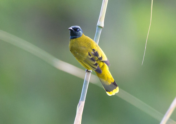 Black-headed bulbul (Pycnonotus atriceps)