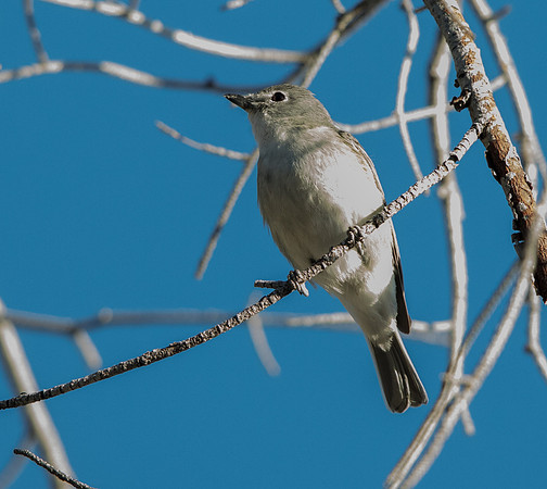Plumbeous vireo (Vireo plumbeus)