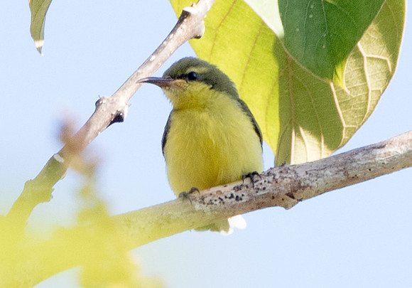 Olive-backed sunbird (Cinnyris jugularis) Juv