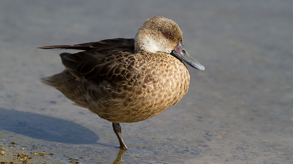 White-cheeked Pintail (Anas bahamensis)