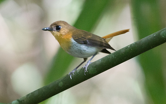 Palawan flycatcher (Ficedula platenae)