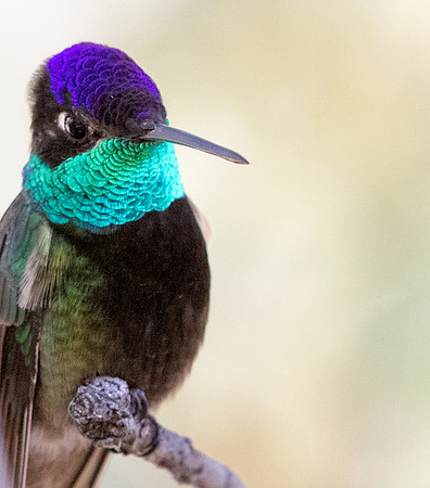 Magnificent hummingbird (Eugenes fulgens)