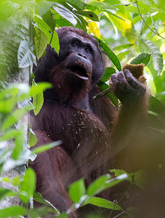 Bornean orangutan (Pongo pygmaeus) Male