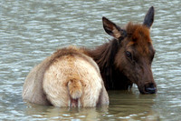 Elk (Cervus canadensis) also known as Wapiti