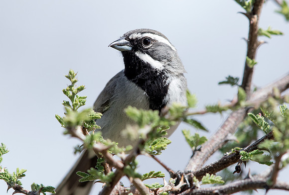 Black-throated sparrow (Amphispiza bilineata) Male