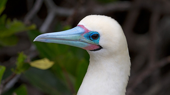 Red-footed Booby (Sula sula)