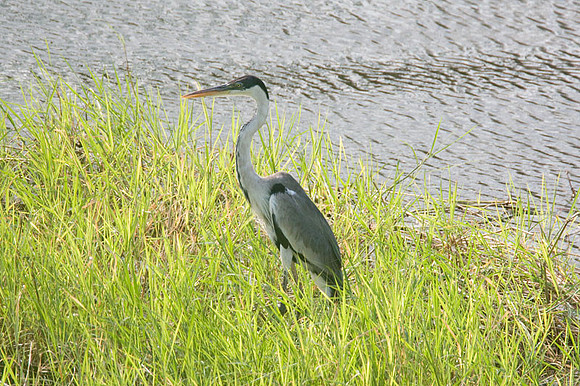 Cocoi Heron (Ardea cocoi)