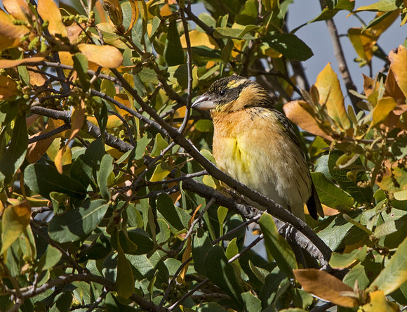 Black-headed grosbeak (Pheucticus melanocephalus)