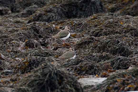 Northern Lapwing (Vanellus vanellus)