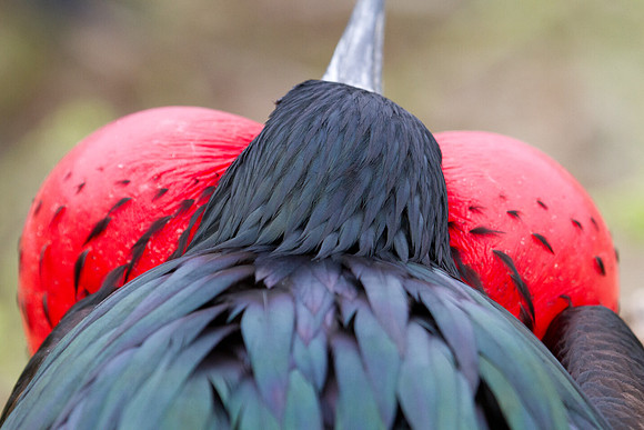 Magnificent Frigatebird (Fregata magnificens)
