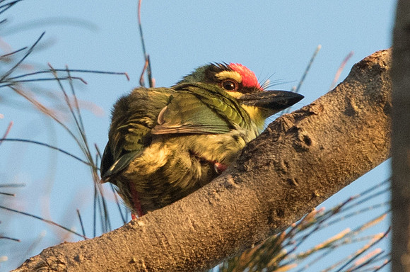 Coppersmith barbet (Psilopogon haemacephalus)