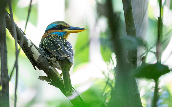 Spotted wood kingfisher (Actenoides lindsayi) Male