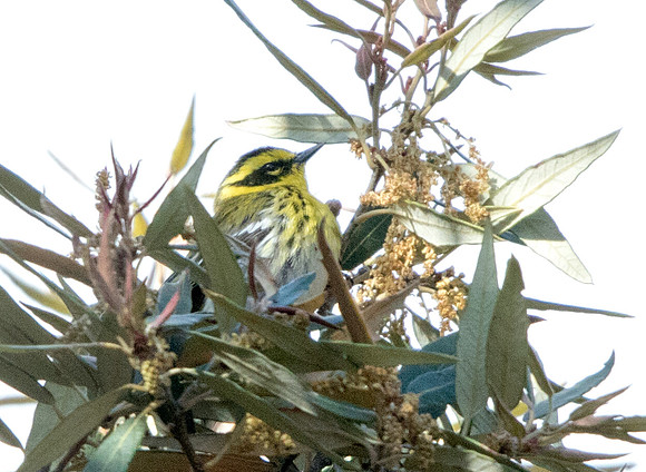 Townsend's warbler (Setophaga townsendi)