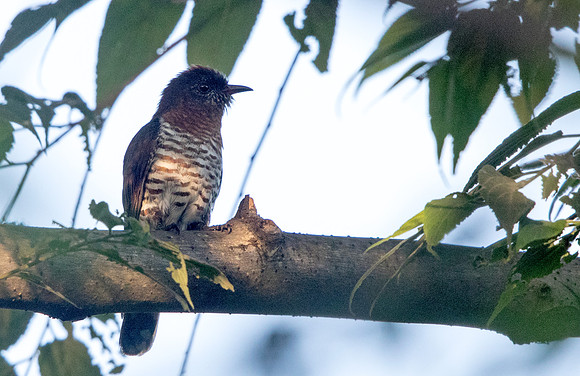 Violet cuckoo (Chrysococcyx xanthorhynchus) Female