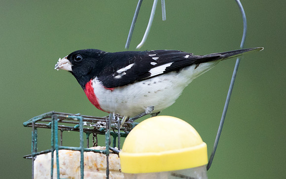 Rose-breasted grosbeak (Pheucticus ludovicianus) Male