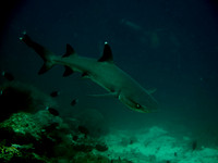 IMG_3350-1080