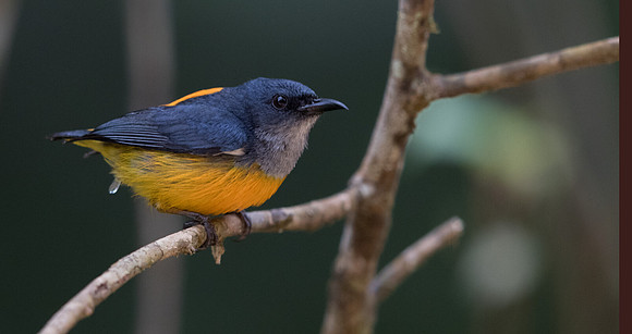 Orange-bellied flowerpecker (Dicaeum trigonostigma) Male