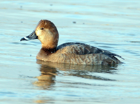 Ring-necked Duck (Aythya collaris) female