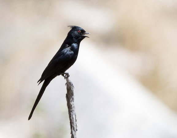 Phainopepla (Phainopepla nitens)
