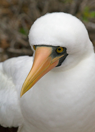Nazca Booby (Sula granti)