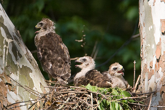 Red-shouldered Hawk (Buteo lineatus) juvenile