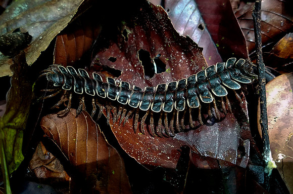 Tractor millipede {Polydesmida)