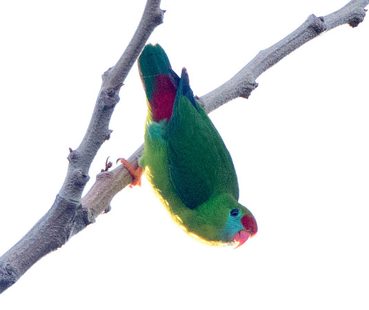 Philippine hanging parrot (Loriculus philippensis)