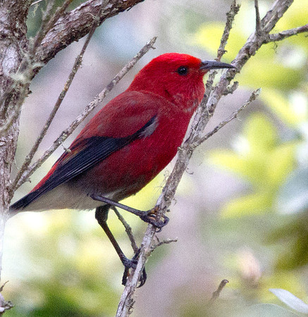 Apapane (Himatione sanguinea)