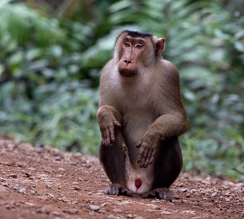 Southern pig-tailed macaque (Macaca nemestrina) Male